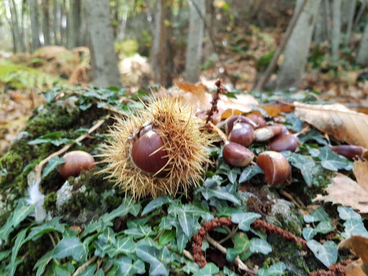Etna, Salvia E Rosmarino Villa Maletto Bagian luar foto