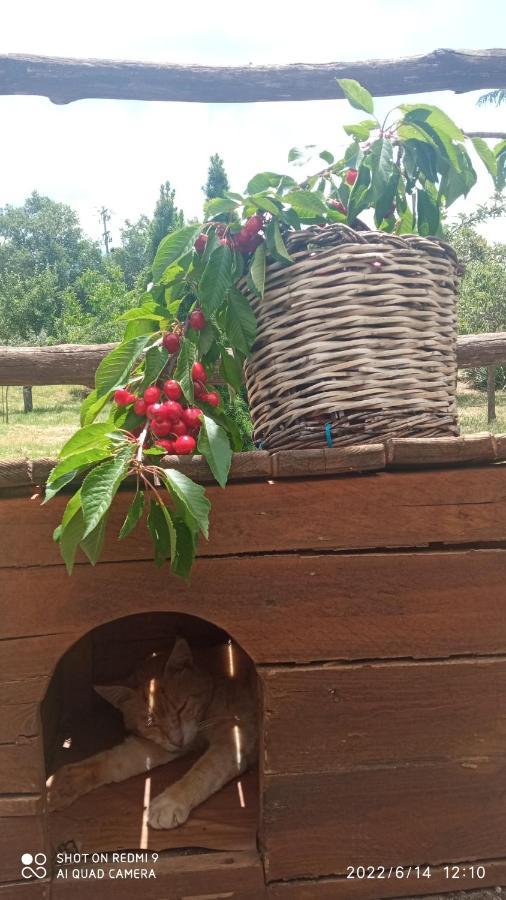 Etna, Salvia E Rosmarino Villa Maletto Bagian luar foto